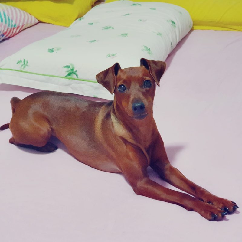 Zwergpinscher femmina di colore rosso