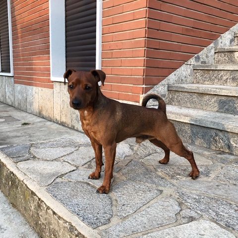 Zwergpinscher maschio in posa da esposizione
