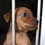 Gal Cuccioli 1