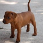 Gal Cuccioli 14