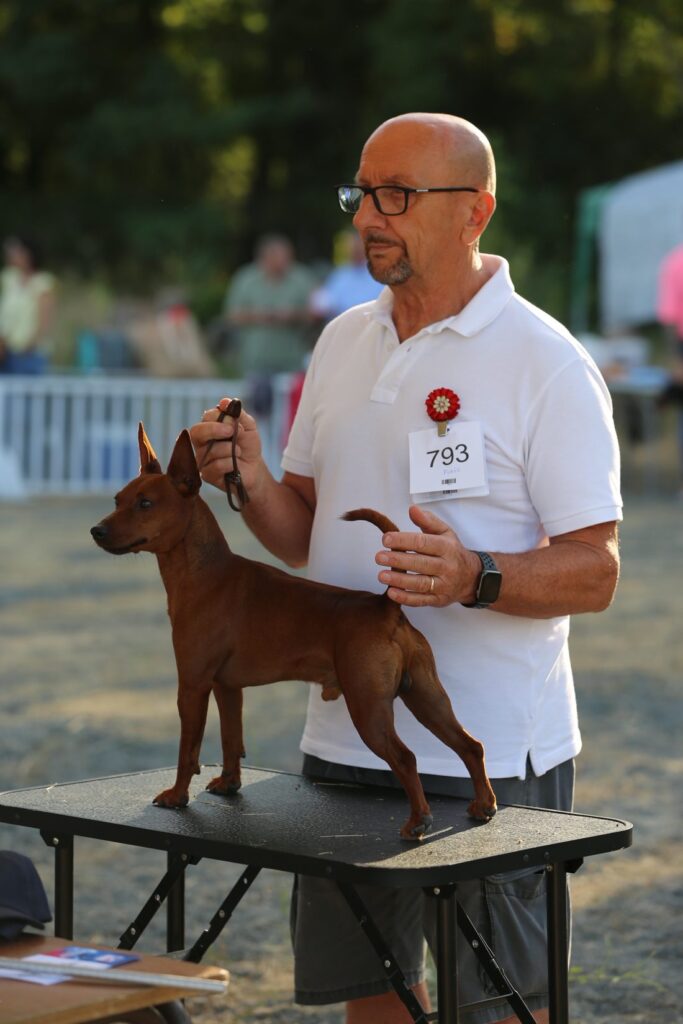 Il nostro Zwergpinscher in esposizione con il proprietario